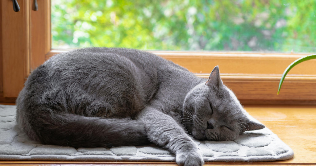 cat laying in sunshine