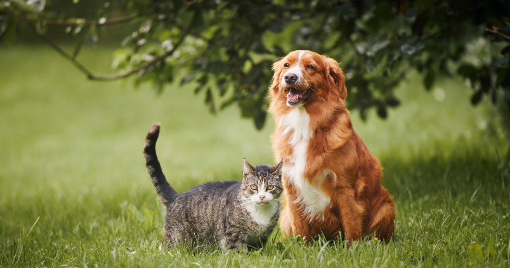 dog and cat outside in spring