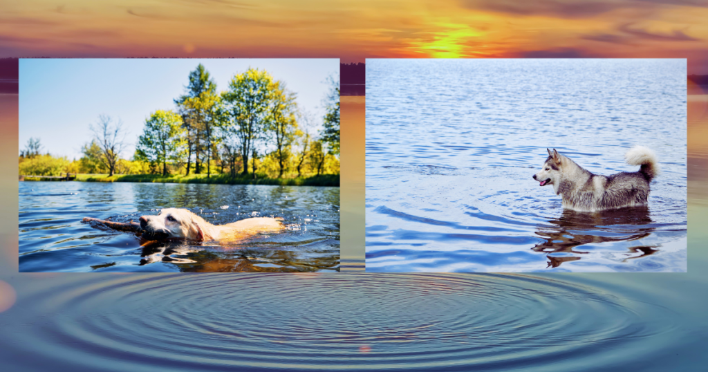 dogs swimming at the lake