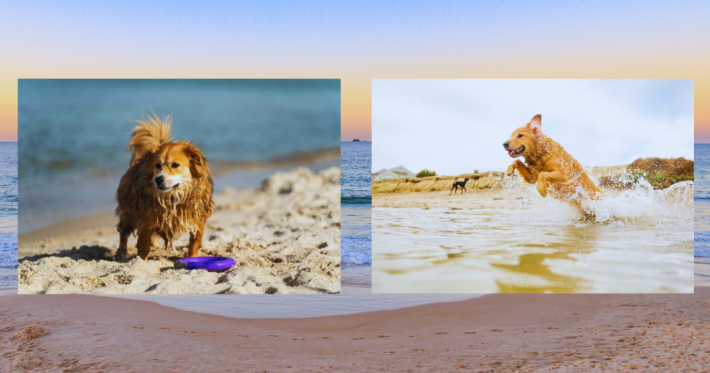 dogs swimming at the beach