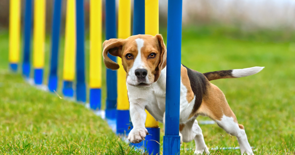 dog doing agility