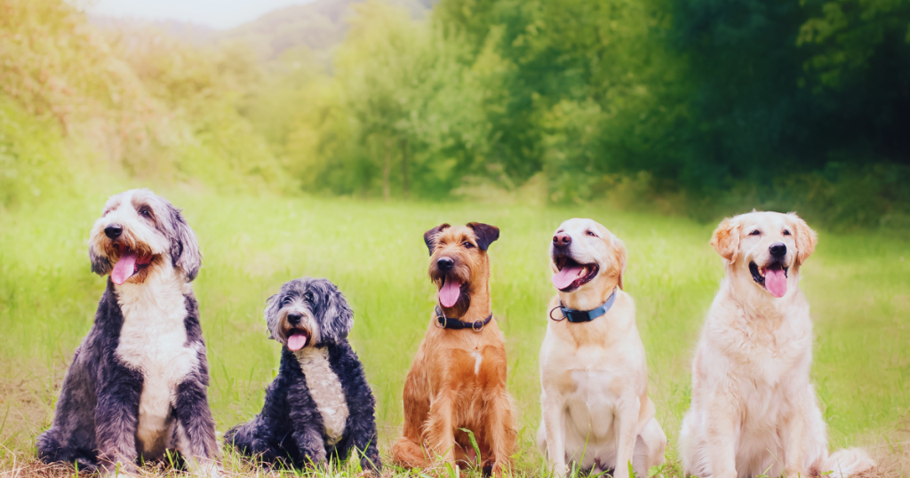 dogs sitting together