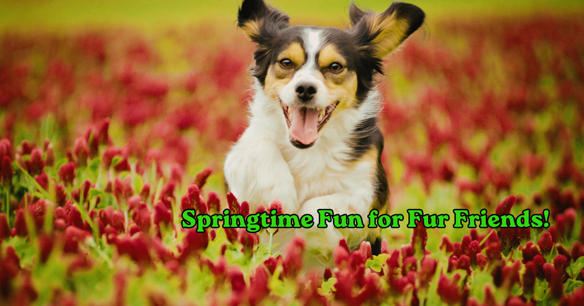 springtime fun for pets