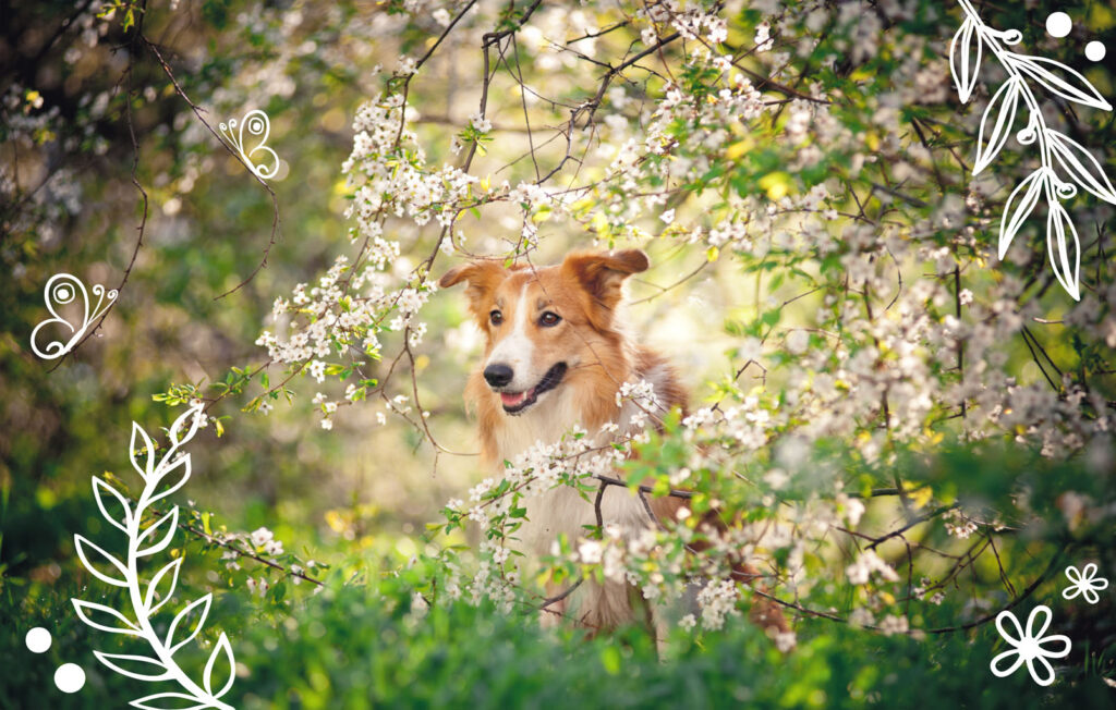 Keeping Spring Activities Safe and Fun for Your Pets Mother Nature Powell River