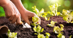 vegetable garden preparation Mother Nature Powell river