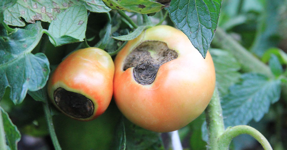 Mother Nature Greenhouse - Common Tomato Diseases-blossom end rot tomato