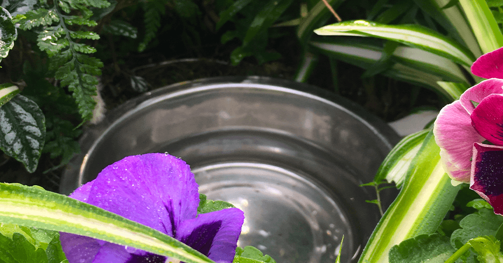 mother nature blog - dog dish in planter