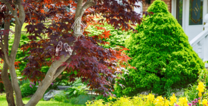 -japanese maple and evergreen trees 1