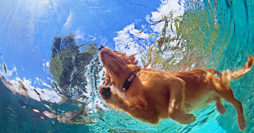 Mother Nature Garden Centre - how to keep your pets cool in the summer -swimming dog