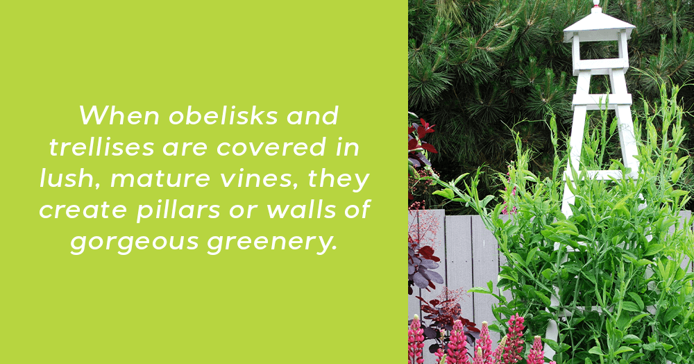 When covered in lush, mature vines, they create pillars or walls of gorgeous greenery