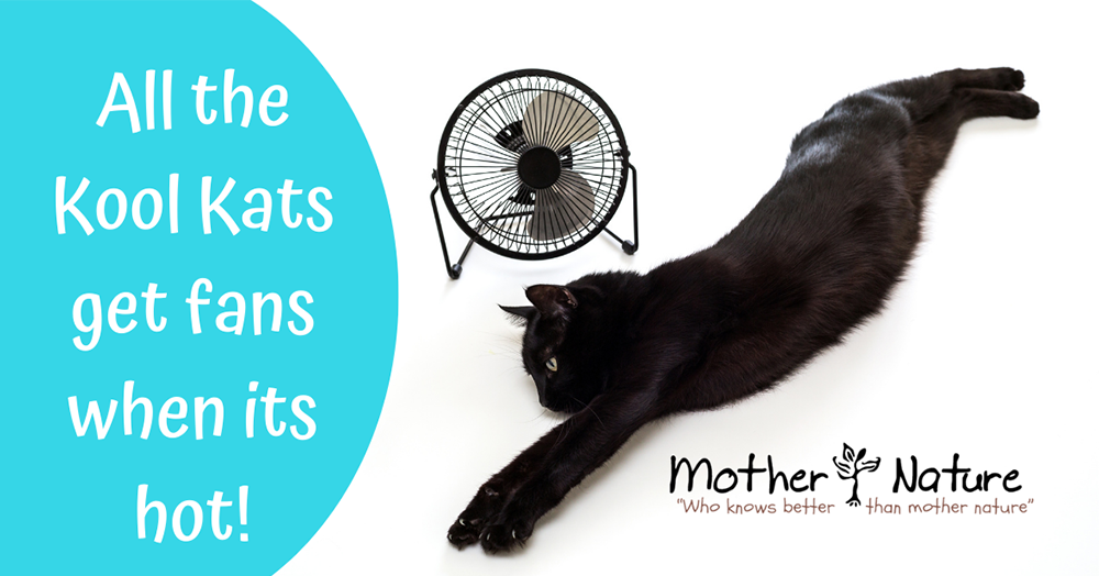 -all the cool cats get fans when its hot