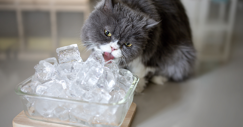 mother nature garden centre- hot to keep pets cool in the heat - cat licking ice cubes