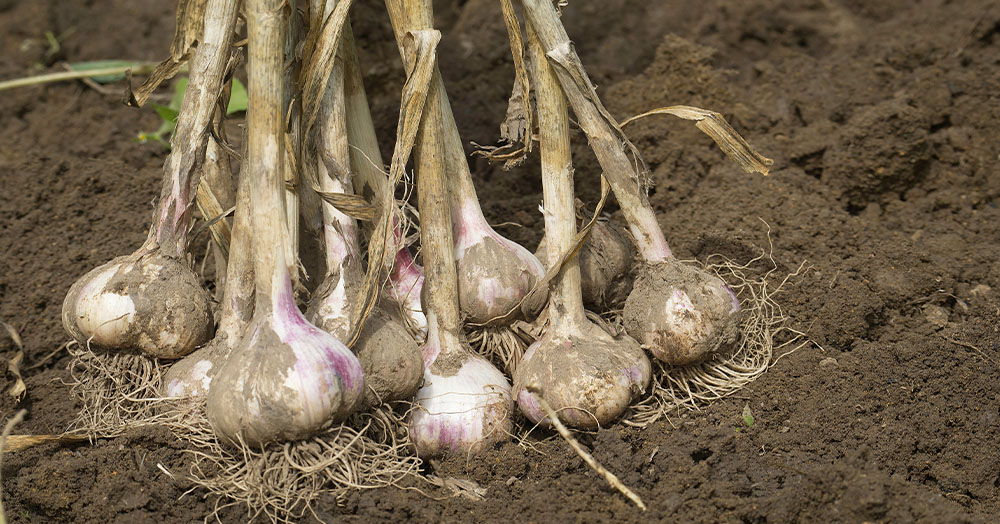 Mother Nature Garden Centre-Powell River-Planting Calendar-freshly harvested garlic