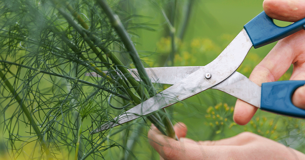 Mother-Nature-Garden-Centre-Powell-River---When-to-Harvest-Your-Crops-harvesting-dill-herb