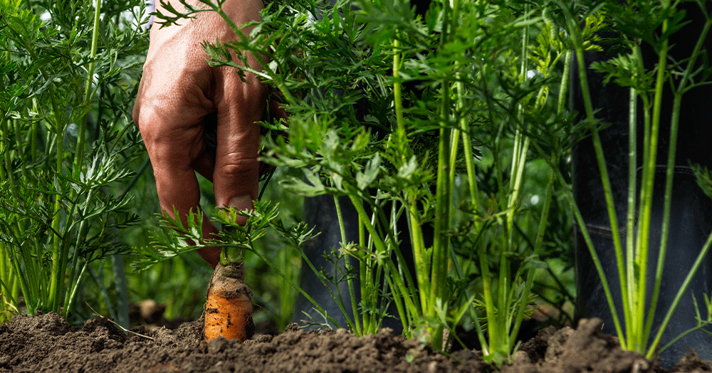Mother-Nature-Garden-Centre-Powell-River---When-to-Harvest-Your-Crops-picking-carrots-from-garden