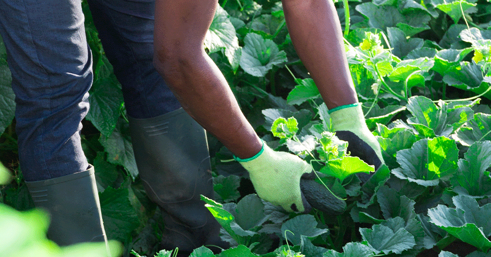 Mother-Nature-Garden-Centre-Powell-River---When-to-Harvest-Your-Crops-picking-cucumbers