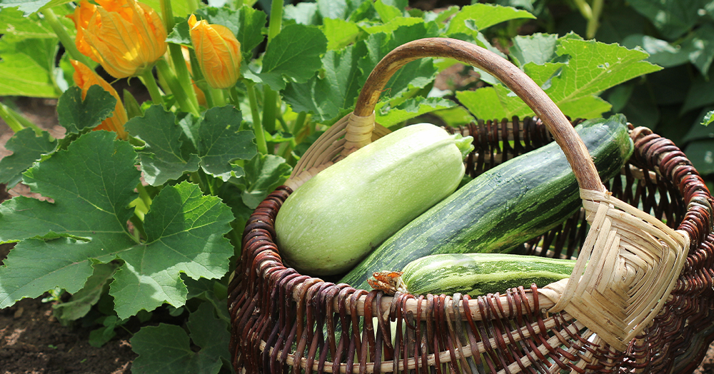 Mother-Nature-Garden-Centre-Powell-River---When-to-Harvest-Your-Crops-squash harvest