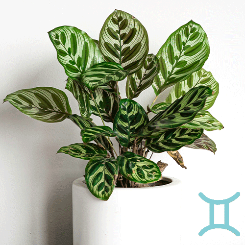 Mother-Nature-Garden-Centre-The-Best-Houseplants-for-All-12-Zodiac-Signs--calathea-houseplant