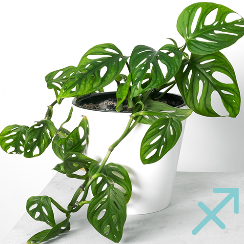 Mother-Nature-Garden-Centre-The-Best-Houseplants-for-All-12-Zodiac-Signs--monstera adansonii plant