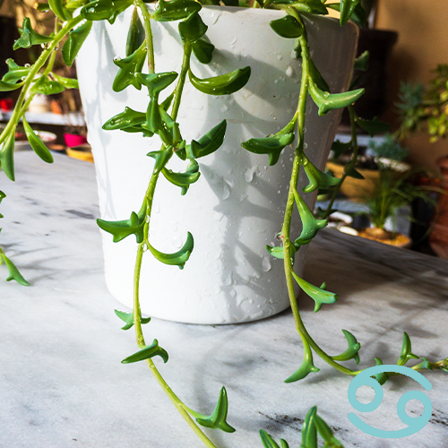 Mother-Nature-Garden-Centre-The-Best-Houseplants-for-All-12-Zodiac-Signs--string-of-dolphins-plant