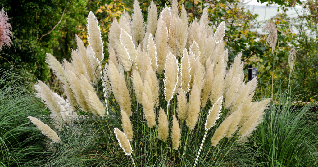 Mother Nature Garden Centre-Powell River-Ornamental Grasses for the Landscape-pampas grass