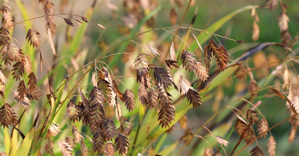 Mother Nature Garden Centre-Powell River-Ornamental Grasses for the Landscape-northern sea oat grass