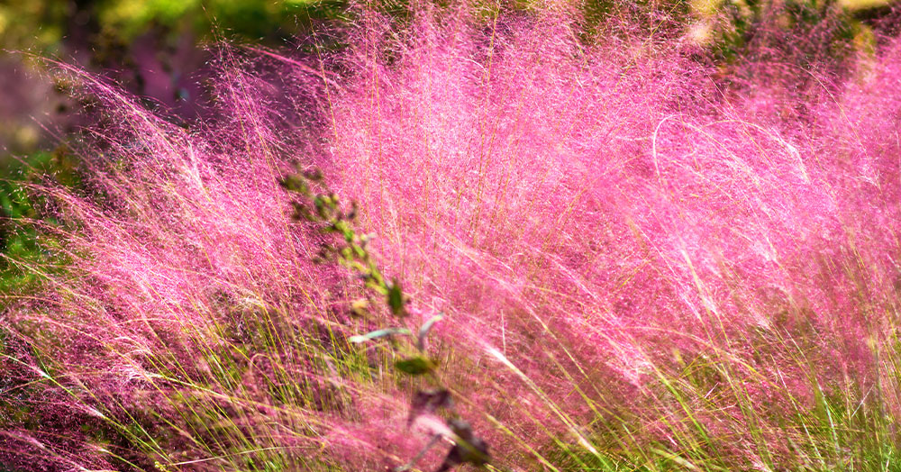 Mother Nature Garden Centre-Powell River-Ornamental Grasses for the Landscape-pink muhly grass