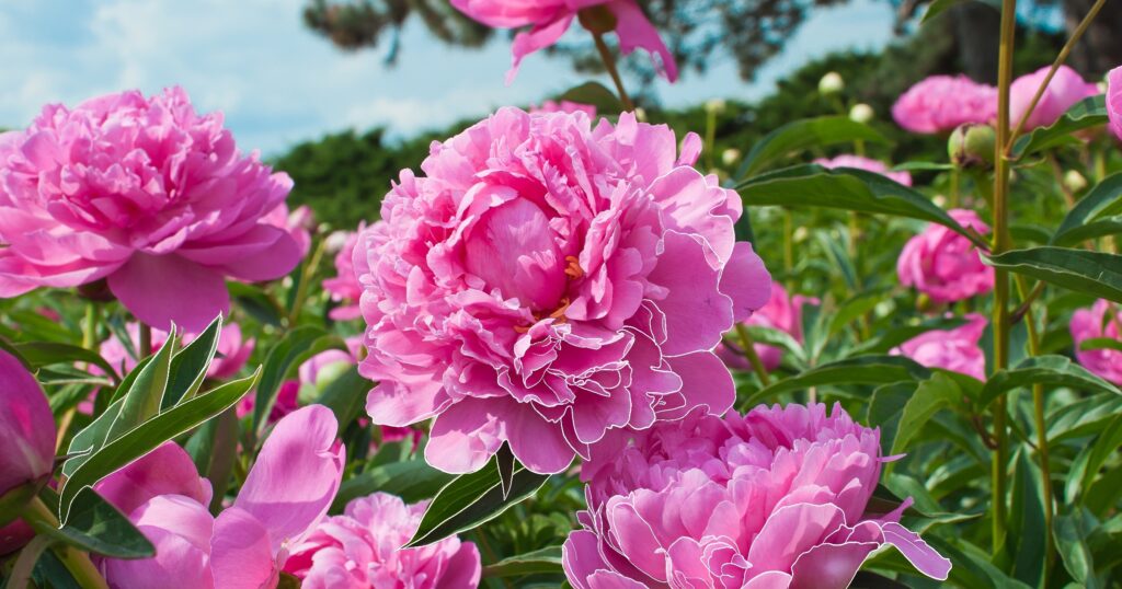 -pink_blooming_peony_flowers
