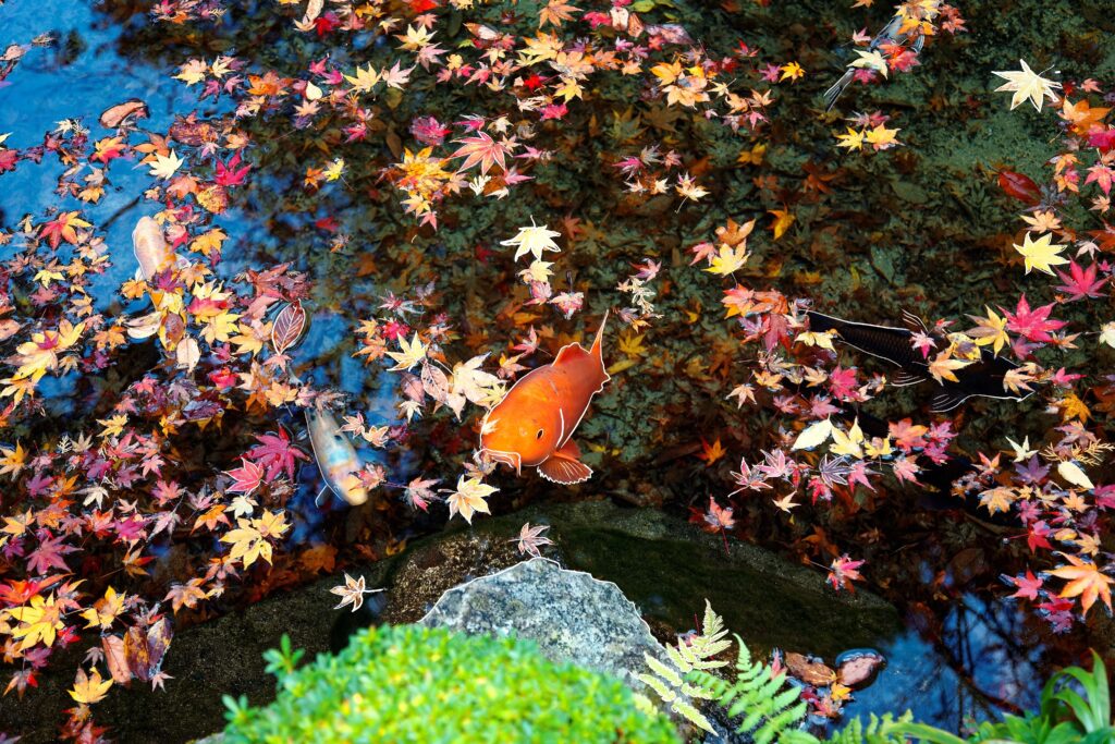 Mother Nature Garden Centre-Powell River-Overwintering Ponds and Pond Fish-koi pond backyard