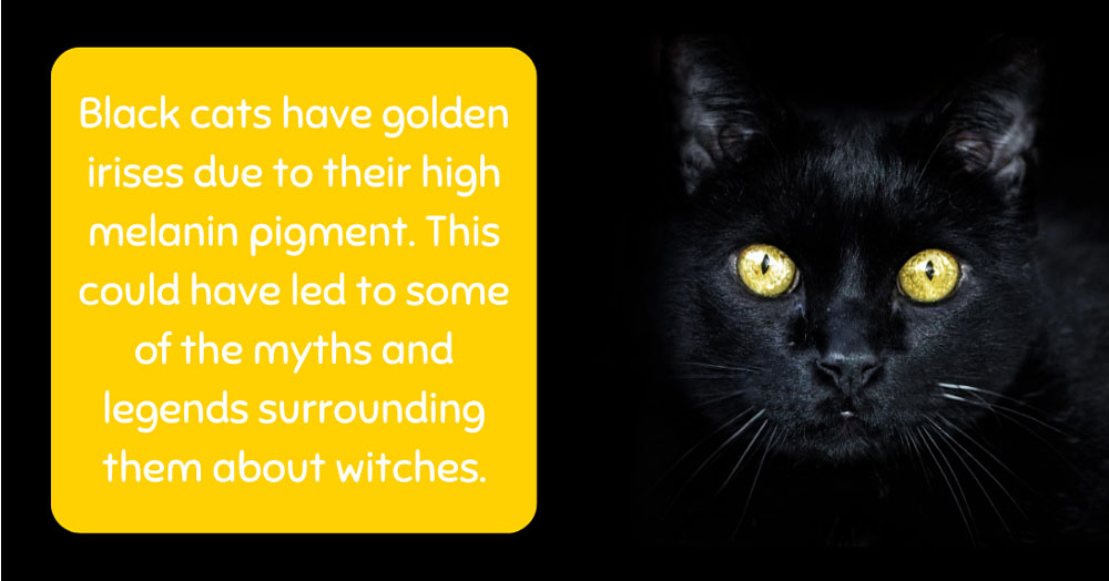 Mother Nature Garden Centre-Powell River-Black Cats Myths and Legends-black cat with golden iris