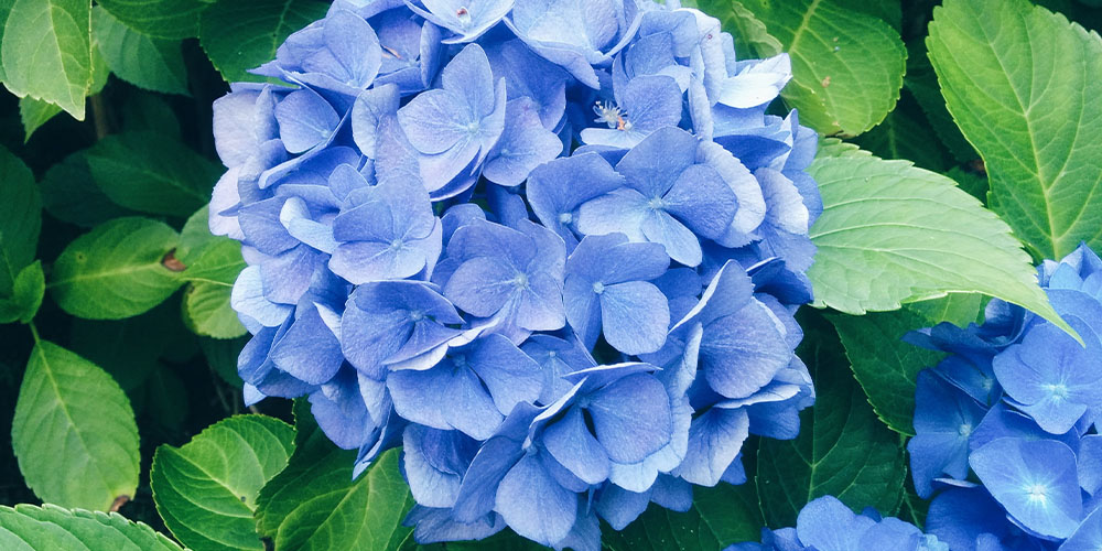 Mother Nature Garden Centre-Powell River-How to Care for Hydrangeas-blue hydrangea
