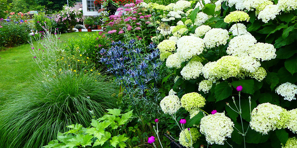 Mother Nature Garden Centre-Powell River-How to Care for Hydrangeas-hydrangea in garden
