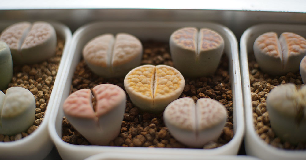 Mother Nature Garden Centre-Powell River-Plants for Halloween-lithops