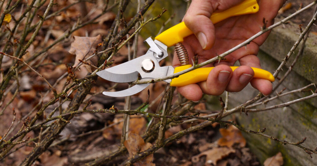 Mother Nature Garden Centre-Powell River-To Prune or Not to Prune-pruning branches