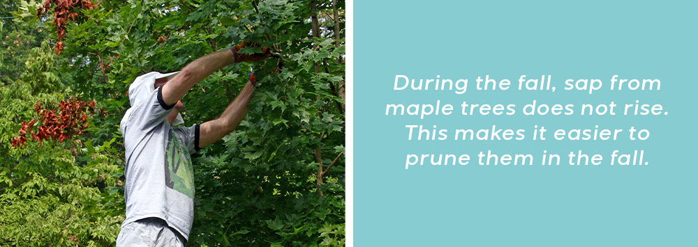 Mother Nature Garden Centre-Powell River-To Prune or Not to PruneDuring the fall, sap does not rise. This makes it easie