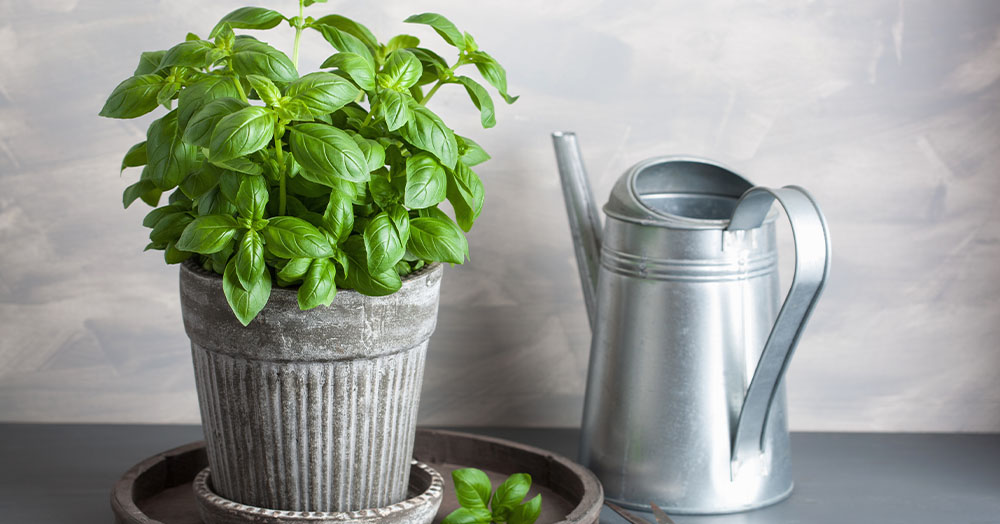 Mother Nature Garden Centre-Powell River-How to Grow Herbs Indoors-kitchen herb basil