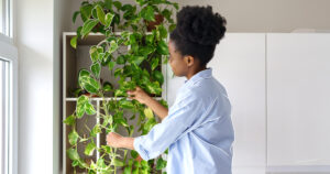 Mother Nature Garden Centre-Powell River-How to Train Trailing Houseplants-untangling pothos plant