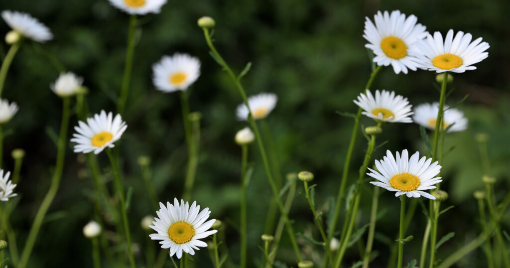 Mother Nature Garden Centre-Powell River-Planting Wildflowers for a Spring Sprout-shasta daisies