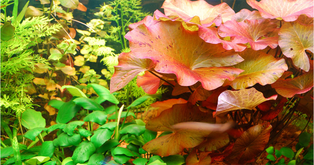 Mother Nature Garden Centre-Powell River-The Underwater Garden-underwater plants