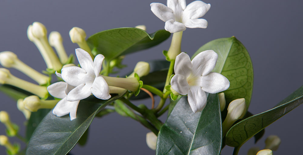 Mother Nature Garden Centre-Powell River-6 Houseplants to Boost Your Holiday Decorations-jasmine