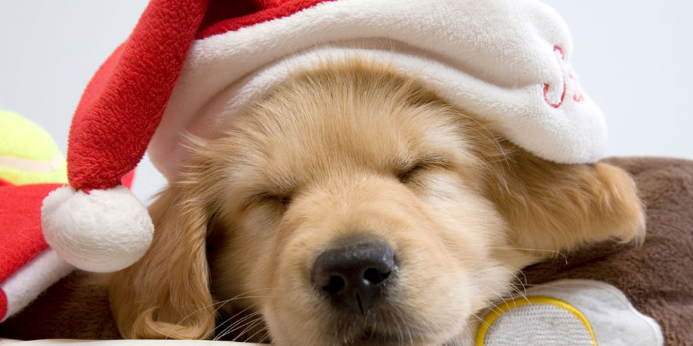 Mother Nature Garden Centre-Powell River-Holiday Foods to Share with your Pet-sleeping puppy