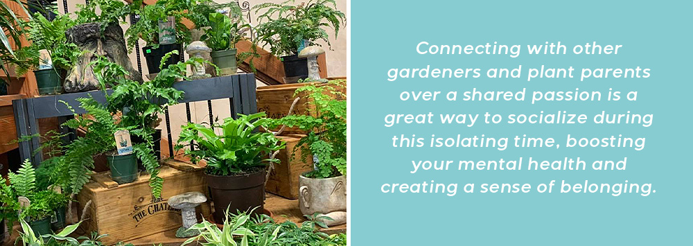 Connecting with other gardeners and plant parents over a shared passion is a great way to socialize during this isolating time, boosting your mental health and creating a sense of belonging_