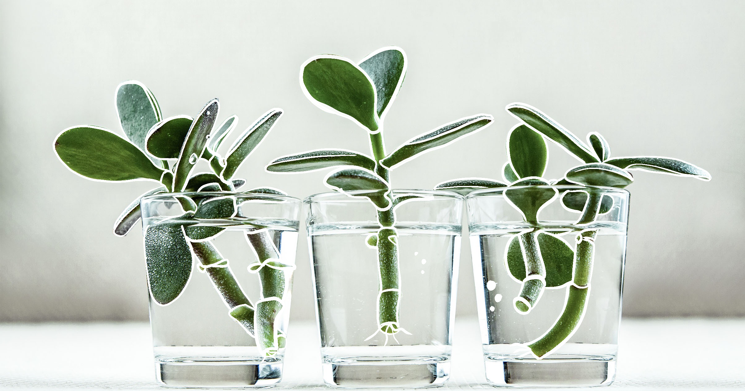 money tree pot Money Tree 10