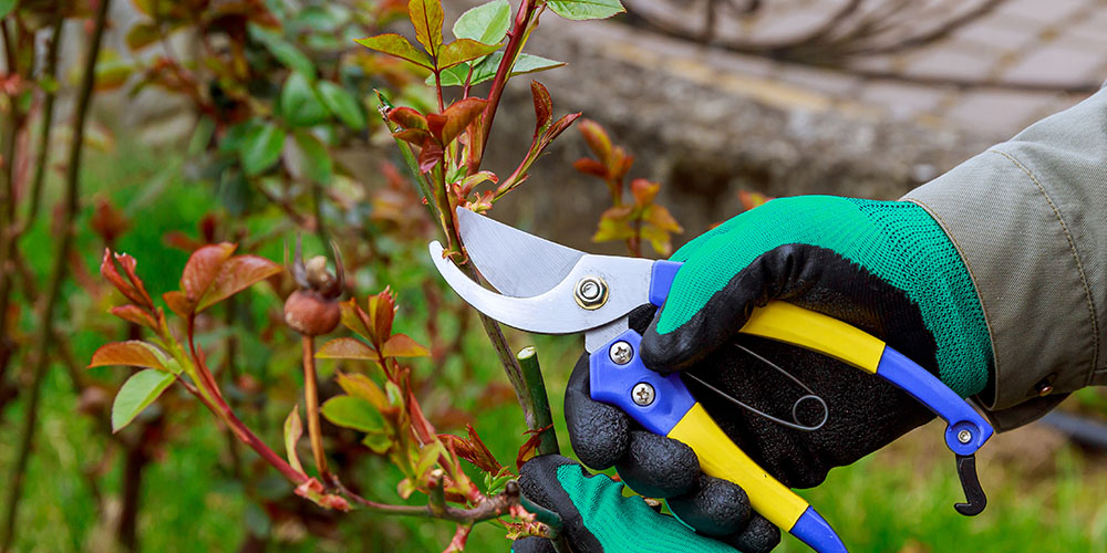 Mother Nature Garden Centre-Powell River-Early Spring Pruning Guide-pruning roses