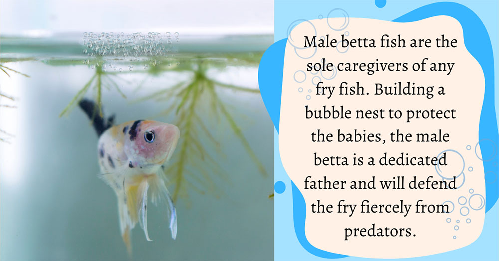 Mother Nature Garden Centre-Powell River-Betta Fish Care-male betta fish