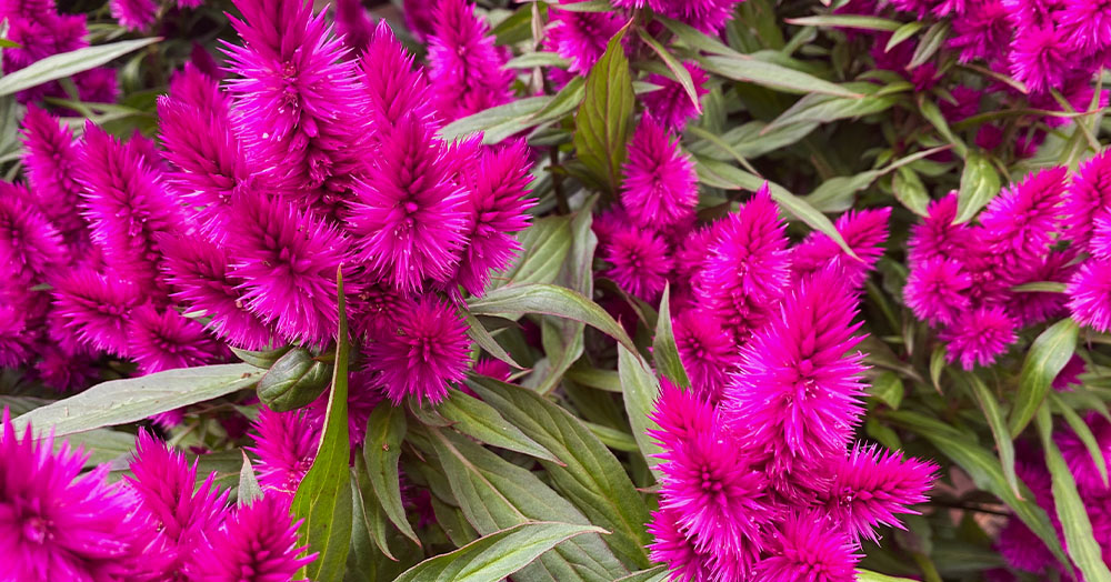 Mother Nature Garden Centre-Powell River-Garden Plants With This Years Pantone Colour-celosia