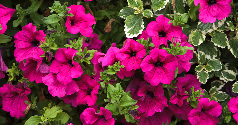 Mother Nature Garden Centre-Powell River-Garden Plants With This Years Pantone Colour-petunias