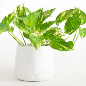 Mother Nature Garden Centre-Powell River-Lucky Houseplants for St. Patricks Day-golden pothos