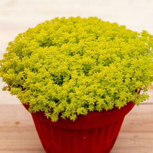 Mother Nature Garden Centre-Powell River-Lucky Houseplants for St. Patricks Day-golden sedum