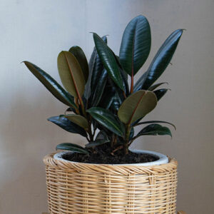 Mother Nature Garden Centre-Powell River-Lucky Houseplants for St. Patricks Day-rubber plant